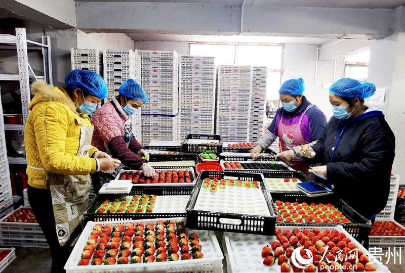 贵州高源草莓种业基地内，工人正在分拣草莓。