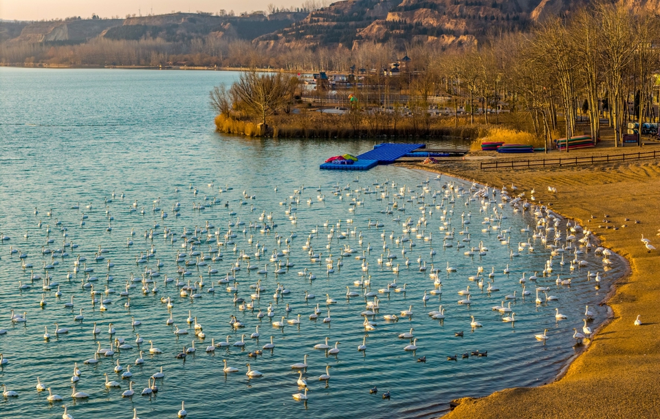 白天鹅的栖息地