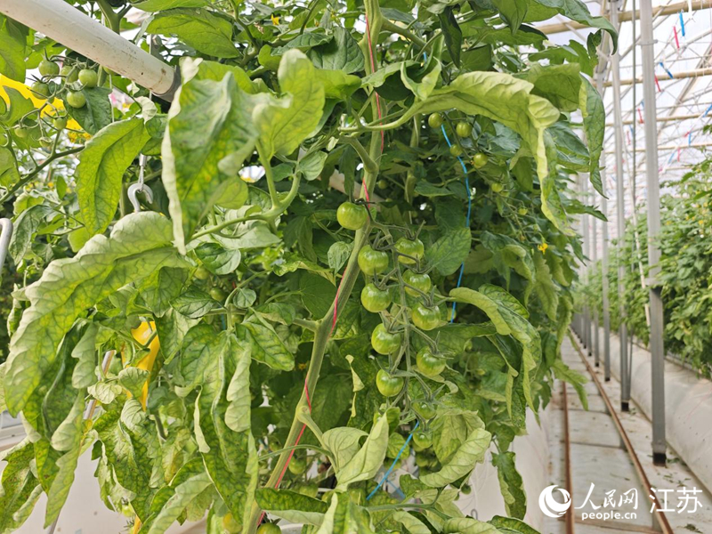 智能温室里，”霍尔果柿“长势良好